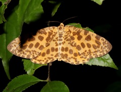 Epobeidia tigrata tigrata