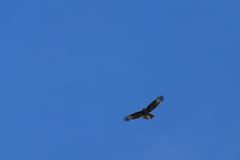 Buteo buteo