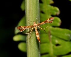 Xyroptila oenophanes