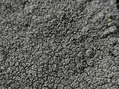 Pertusaria corallina