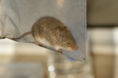Abrothrix olivacea