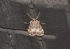 Scoparia ambigualis