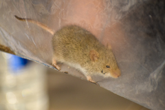 Abrothrix olivacea