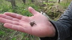 Homoeomma uruguayense