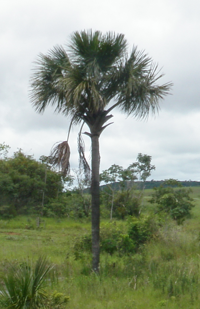 Mauritia flexuosa