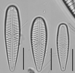 Gomphonella olivacea