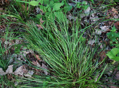 Carex oligocarpa