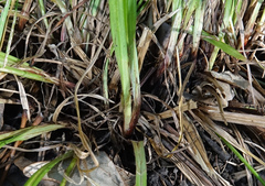 Carex oligocarpa