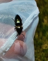 Selatosomus aeneus