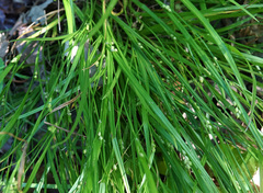 Carex oligocarpa