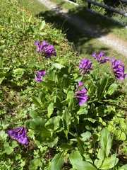 Primula latifolia