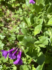 Primula latifolia