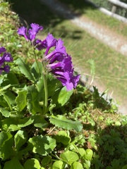 Primula latifolia