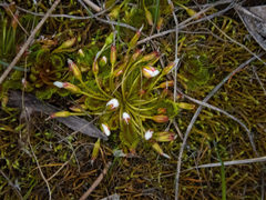 Drosera bulbosa