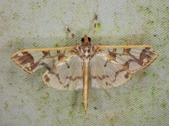 Polythlipta divaricata