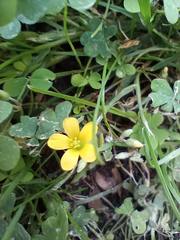 Oxalis