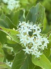 Cornus amomum