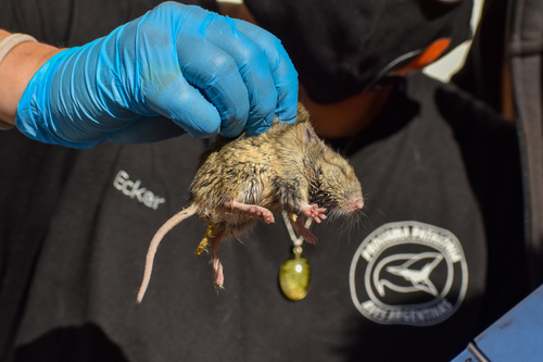 Patagonian Chinchilla Mouse