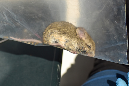 Patagonian chinchilla mouse (Euneomys chinchilloides) — Data Deficient Mammalia