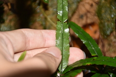 Pteris cadieri