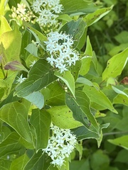 Cornus amomum