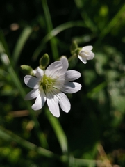 Cerastium strictum