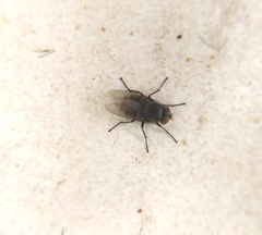Pollenia rudis
