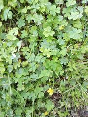 Oxalis