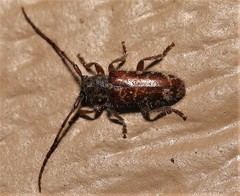 Eupogonius tomentosus