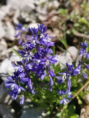 Polygala amara