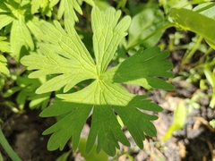 Geranium asiaticum