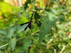 Vitacea scepsiformis