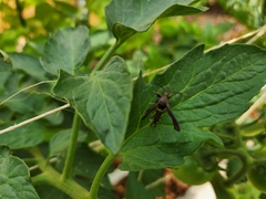 Vitacea scepsiformis