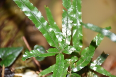 Pteris cadieri