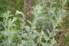 Dalea villosa