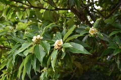 Schima superba kankaoensis