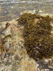 Rissoella verruculosa