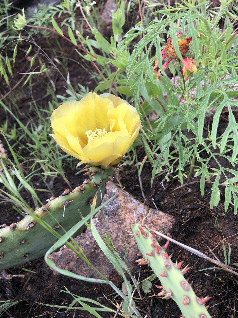Prickly Pears from Wichita Mountains National Wildlife Refuge, Lawton