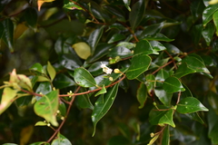 Decaspermum gracilentum