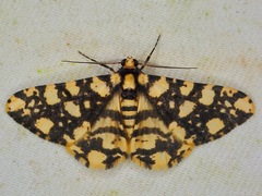 Alcis maculata