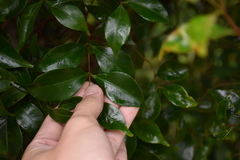 Decaspermum gracilentum