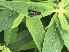 Ancistrocerus unifasciatus