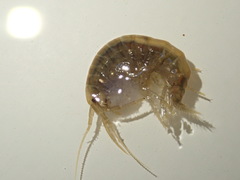 Gammarus fossarum