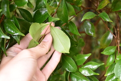 Decaspermum gracilentum