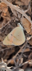 Colotis fausta