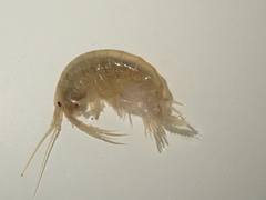 Gammarus fossarum