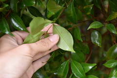 Decaspermum gracilentum