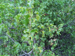 Prunus ilicifolia ilicifolia
