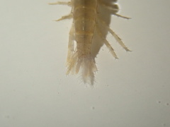 Gammarus fossarum