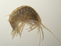 Gammarus fossarum